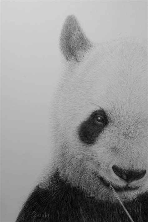 Pencil drawing animal - Panda on Behance