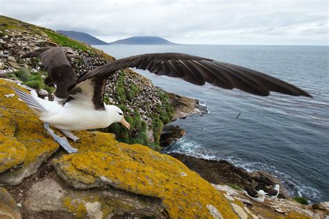 Albatrosses: Facts about the biggest flying birds | Live Science