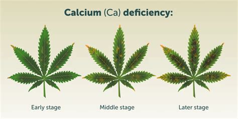 Correcting Calcium Deficiency in Cannabis Plants - 420 Grow Radar