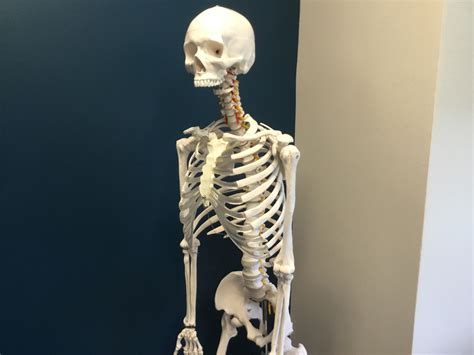 Shocked skeleton template : r/MemeTemplatesOfficial