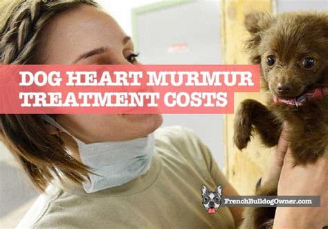 Dog Heart Murmur Treatment Costs: What to Expect to Pay