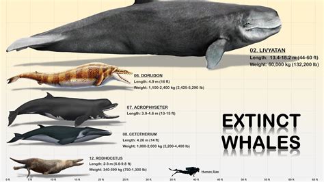 Extinct Whales