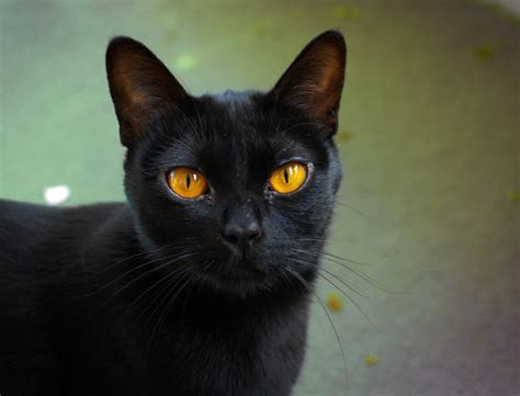 50+ Bombay Cat Names - Popular Name Ideas For Your Bombay Kitten