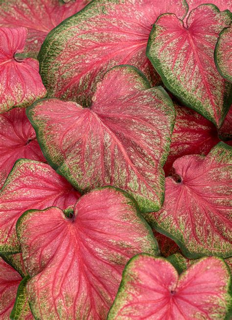 Get Caladium ‘Heart to Heart’ ‘Tickle Me Pink’ Proven Winners in MI at English Gardens Nurseries ...