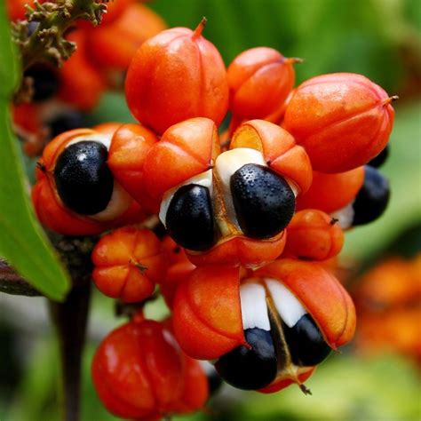 Polynesian Produce Stand : ~GUARANA~ Paullinia cupana Brazilian Organic SuperFood~ Live Medium ...