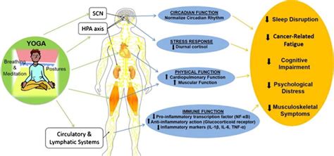 Relieve the Side Effects of Cancer Treatment with Yoga | Contemplative ...