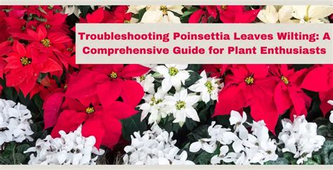 Troubleshooting Poinsettia Leaves Wilting: A Comprehensive Guide for Plant Enthusiasts - leafbud.org