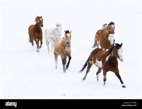 Horses running in snow hi-res stock photography and images - Alamy