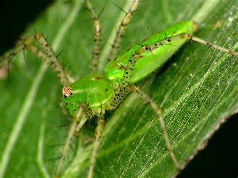 Green Lynx Spider | Green Lynx spider Peucetia viridans Foun… | Flickr