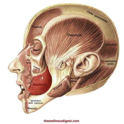 Buccinator Anatomy: Origin, Insertion, Action, Innervation - The Wellness Digest