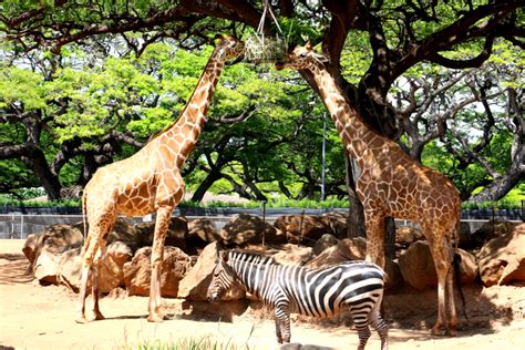 Honolulu Zoo - Hawaii Travel Guide