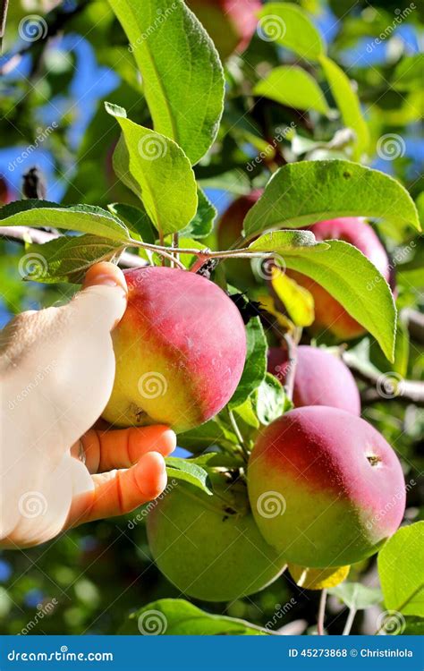 Hand Picking Ripe Fruit from Apple Tree Stock Photo - Image of fall ...