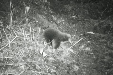 Endangered egg-laying mammal seen for the primary time in over 60 years | PressNewsAgency