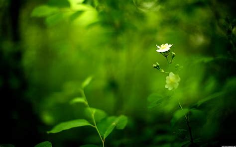 HD wallpaper: nature, white flowers, green background, plants | Wallpaper Flare