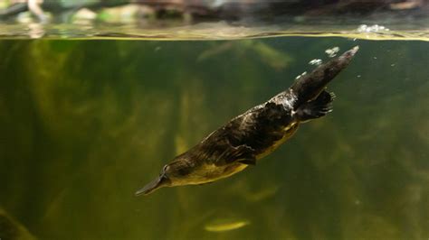 8 Facts Revealed by Genetic Analysis of the Platypus | Mental Floss