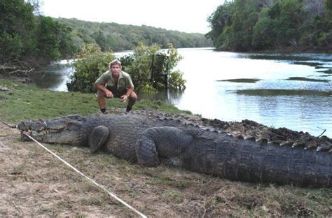 hewan terbesar di dunia Buaya muara | Buaya muara, Crocodiles, Buaya