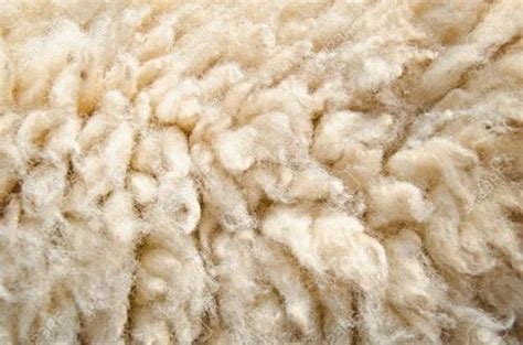 Sheep Wool at Best Price in India