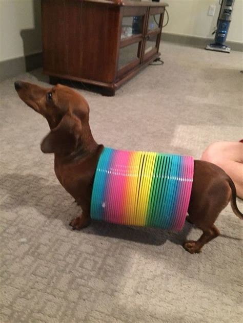 And very long. | 21 Reasons Why Dachshunds Are Gifts To The World | Dog costumes funny ...