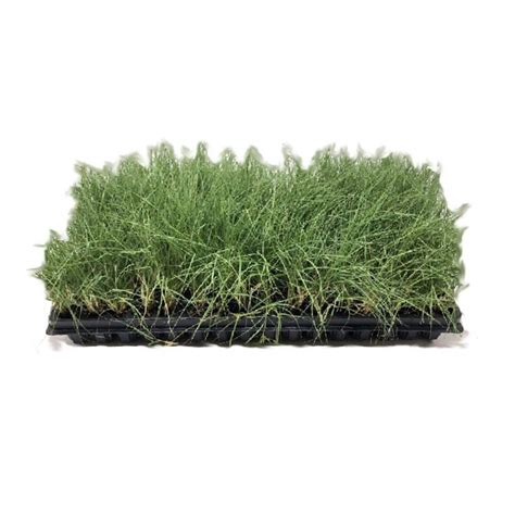 'UC Verde' Buffalo Grass | Lawn alternatives, Lawn alternatives california, Grass plugs