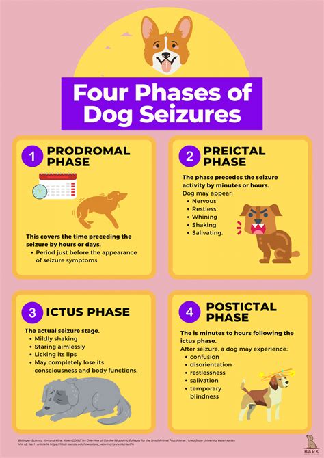 Definitive Guide To Understanding And Treating Seizures In Dogs | Bark For More