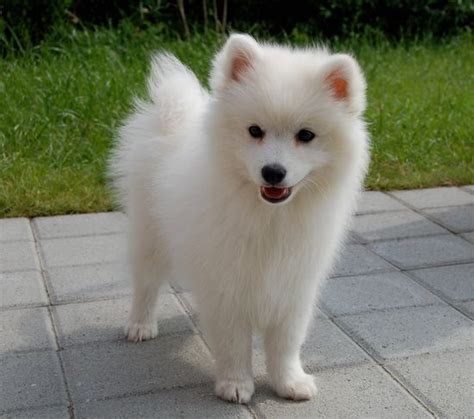 Japanese Spitz Info, Size, Temperament, Lifespan, and Pictures