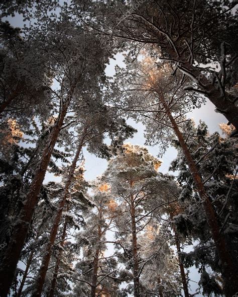 Evergreen trees in winter Stock Photo by ©PinkBadger 7187521