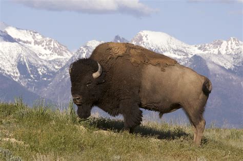 World All Animals: American bison