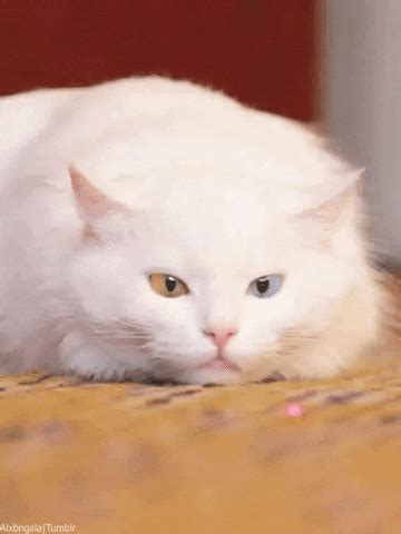 Cat GIF - Find & Share on GIPHY