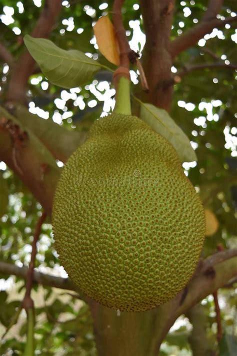 Jack Fruit Native Tropical Fruit Stock Image - Image of closeup, organic: 88017207