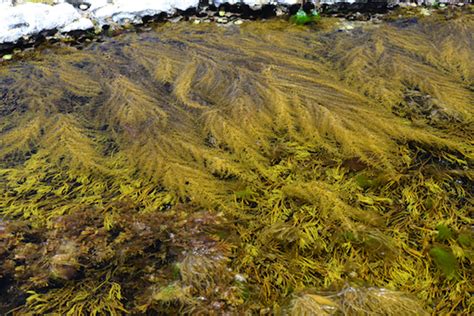 Seaweed.ie :: Sargassum muticum