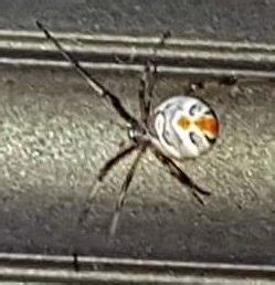 Latrodectus geometricus (Brown Widow Spider) - Spider Identification & Pictures