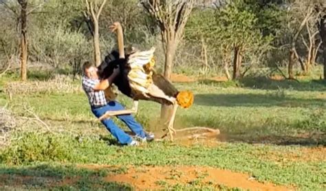 Terrified engineer is attacked by furious ostrich and tackled to the floor in bizarre assault ...