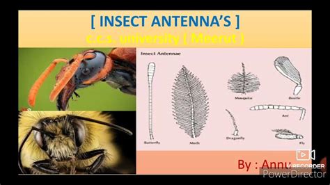 INSECT ANTENNA// types of insect antennae//structure and function of ...