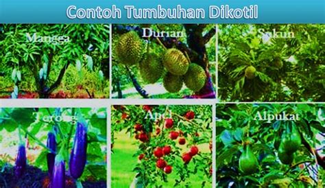 √ 25 Contoh Tumbuhan Dikotil beserta Jenis, Ciri & Pengertian