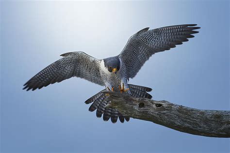 Peregrine Falcon Landing Photograph by Johnny Chen - Pixels