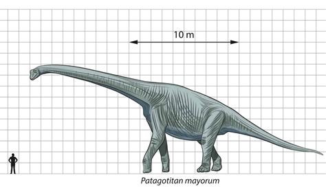 Patagotitan - A-Z Animals