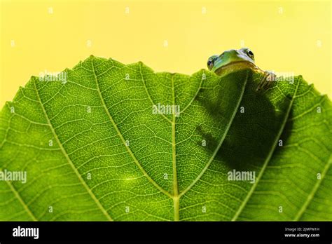 European Tree Frog Stock Photo - Alamy