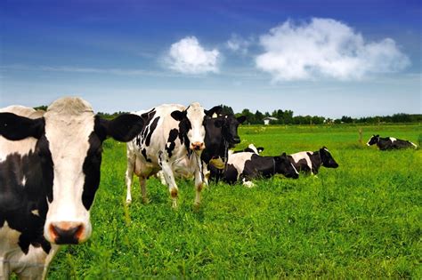 Optimizing feed to maintain milk production in organic herds - OrganicBiz