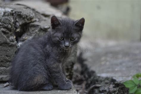 Un Lindo Gatito Dijo Que Vengo a Ti Gatito Negro Y Rojo Imagen de archivo - Imagen de caminatas ...