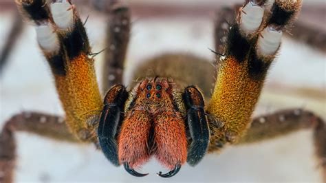 Brazilian Wandering Spiders: Bites & Other Facts (2023)