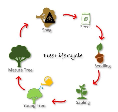 Diagram of the different stages of the tree life cycle. | Tree life cycle, Life cycles, Trees to ...