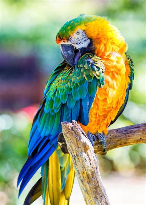 Catalina Macaw | Animals, Pet birds, Macaw parrot