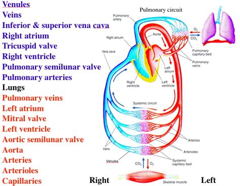 Blood Flow Through Systemic and Pulmonary Circuits