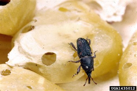 rice weevil, Sitophilus oryzae (Coleoptera: Curculionidae) - 1435012