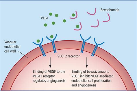 Bevacizumab Mechanism Of Action