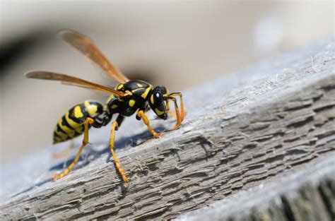 What are some pest control methods for wasp removal - Pest Control ...