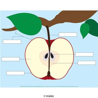 Anatomy of an Apple | Walder Education