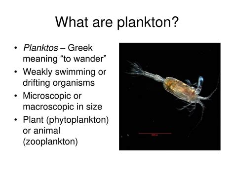 Plankton Meaning