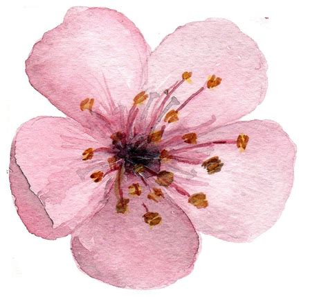 17 Watercolor Cherry Blossom ClipArt | Cherry blossom watercolor ...