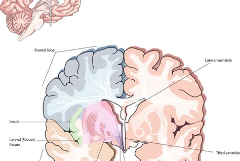 L'insula : est-elle la source des émotions de notre cerveau